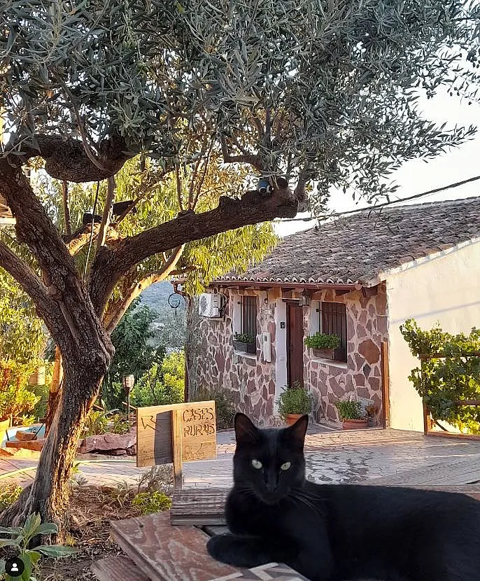 Casita de piedra entre olivos