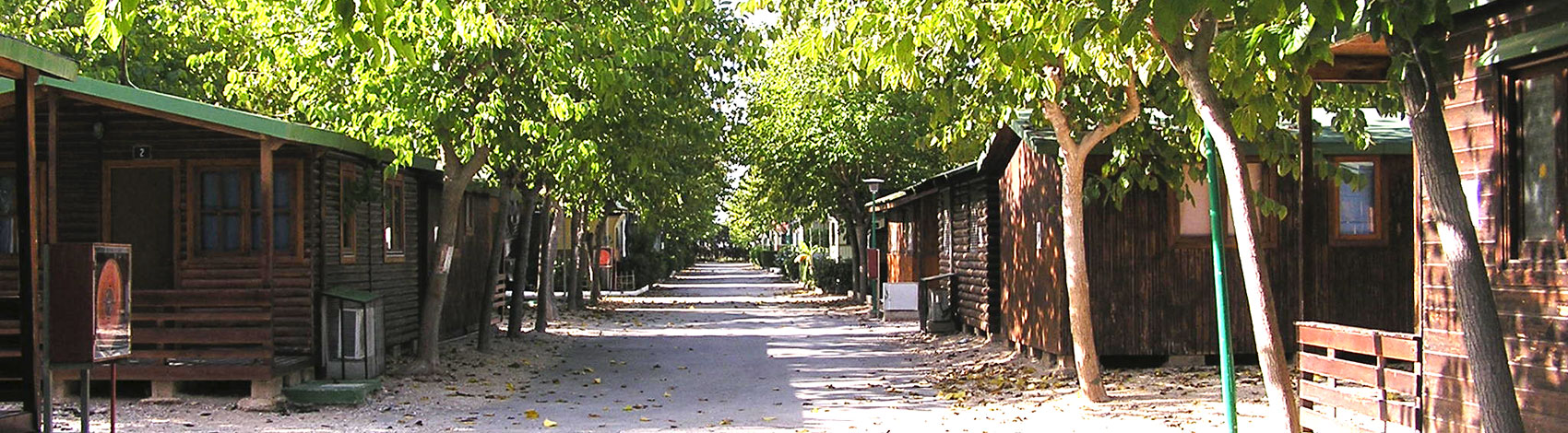 Calle del camping con pinos